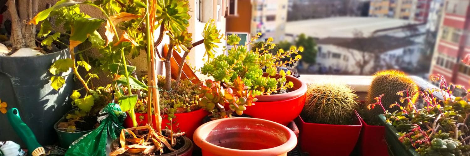 Balkonpflanzen für die pralle Sonne