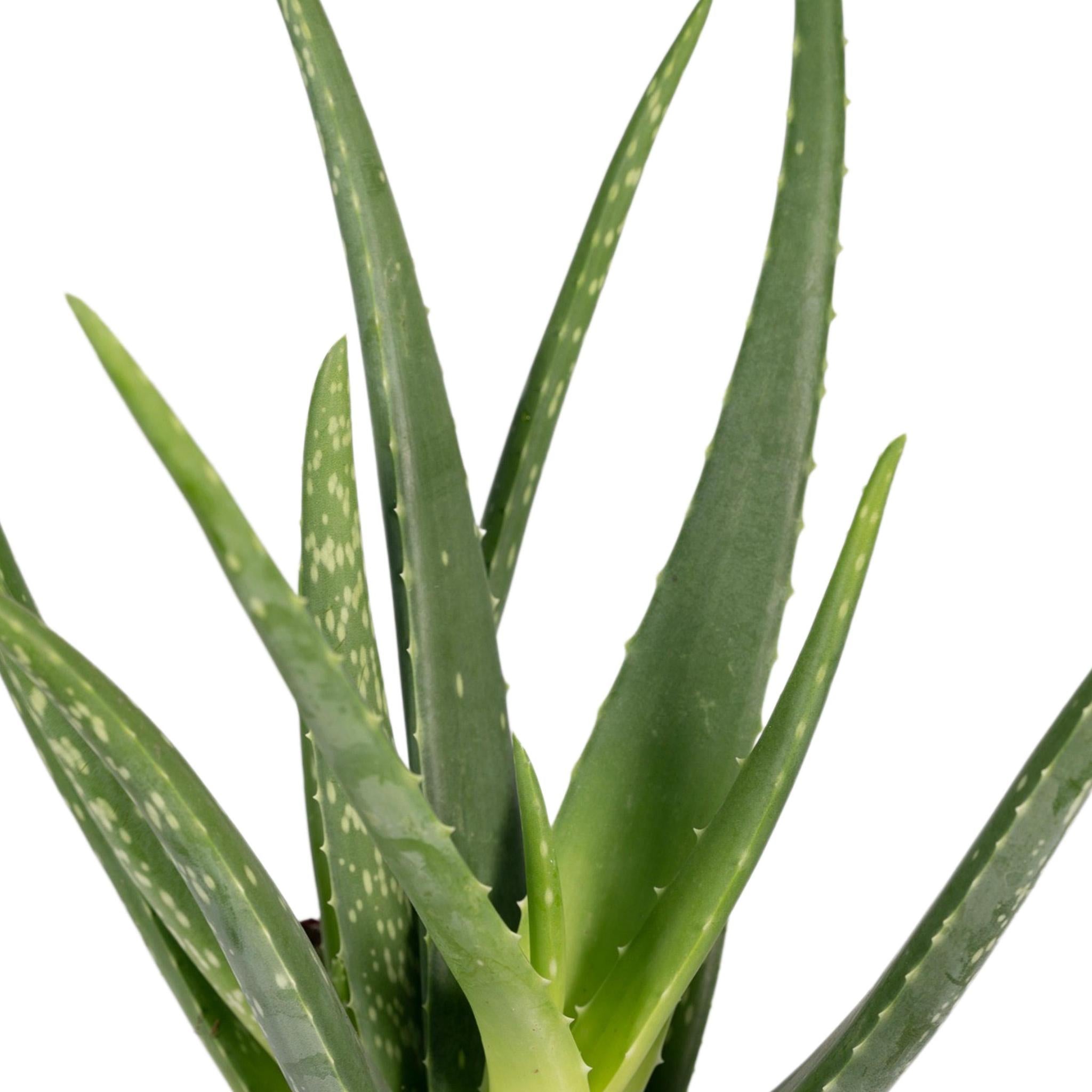 Echte Aloe (Aloe vera) - Urbangreen Store