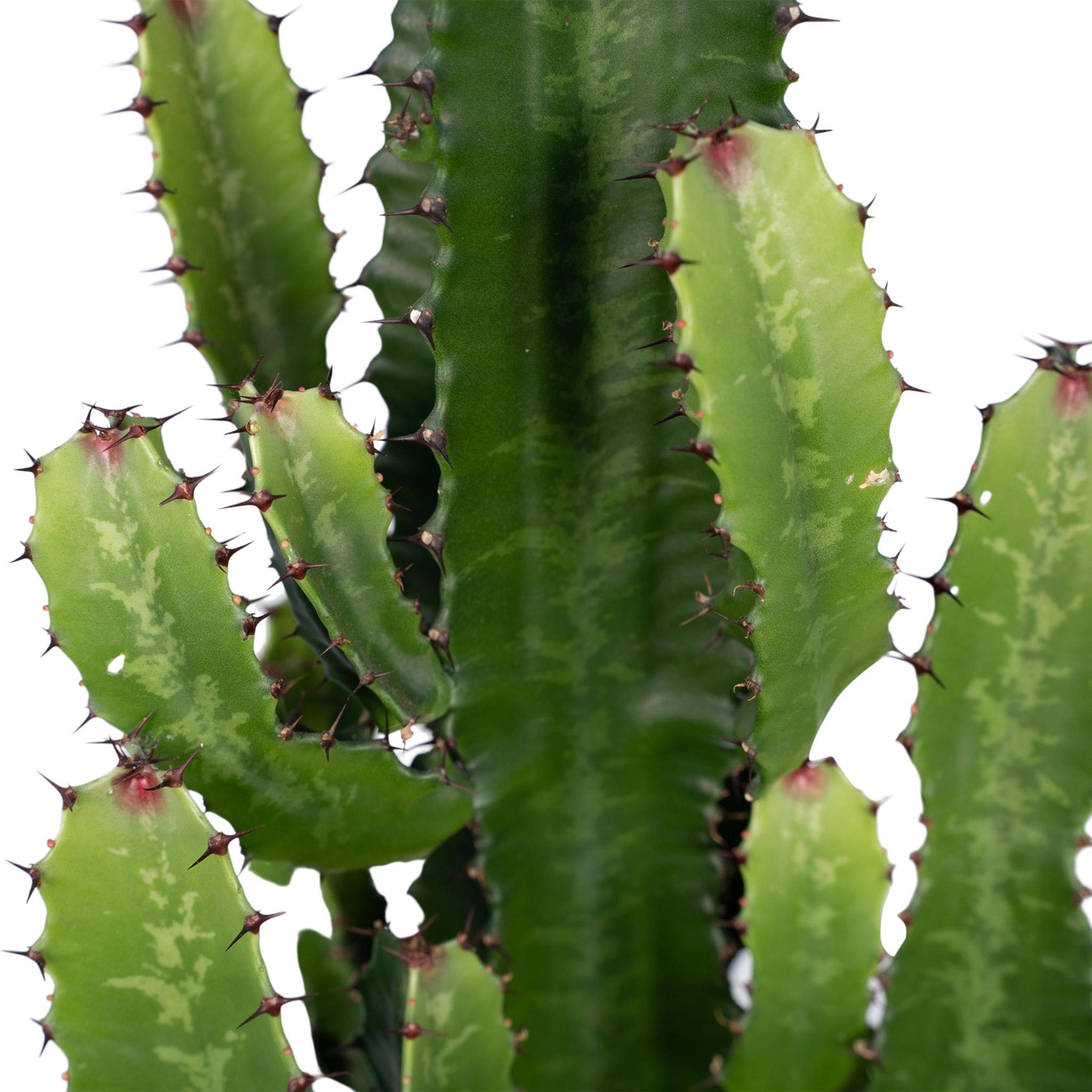 Kaktus Euphorbia Ingens - Urbangreen Store