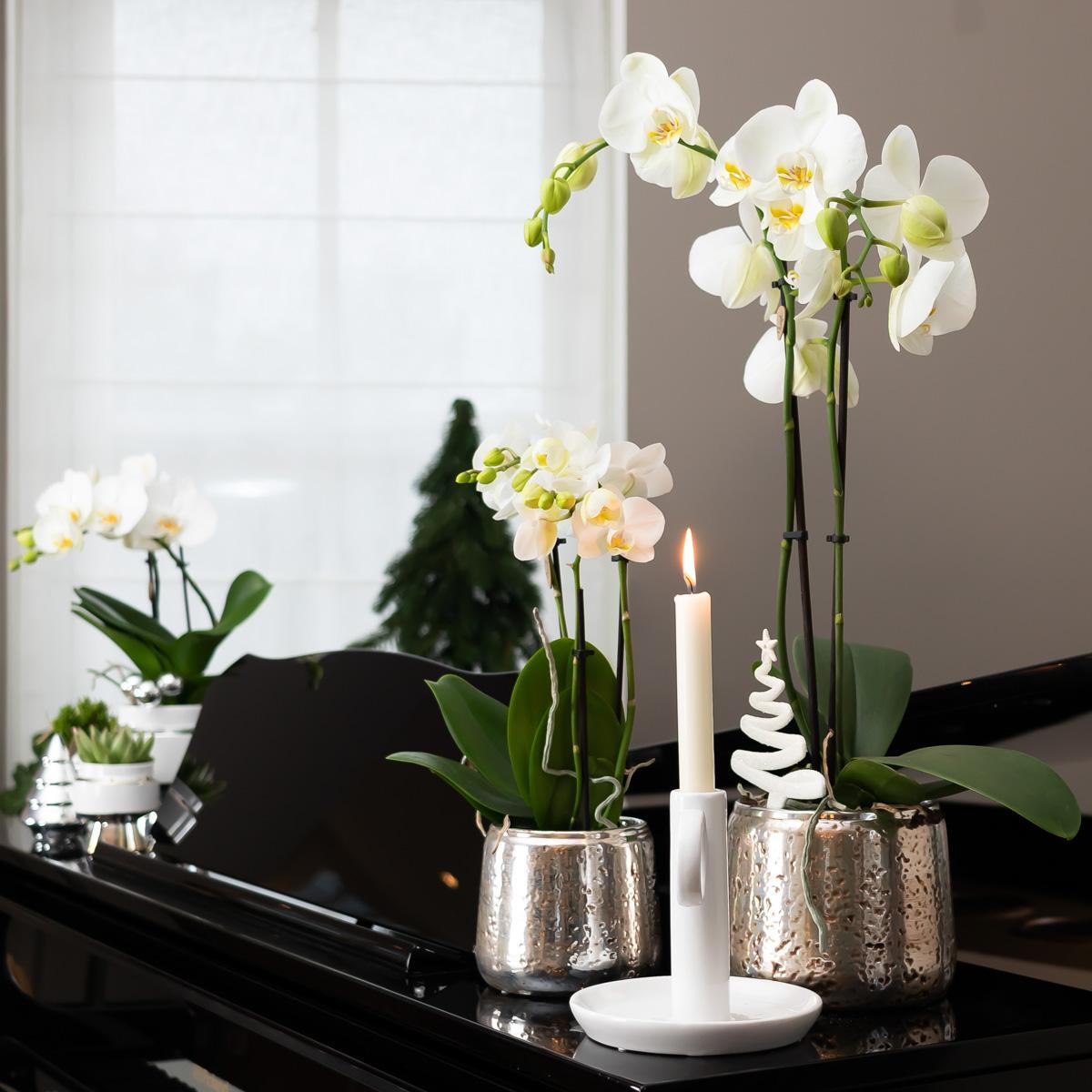 Weiße Phalaenopsis-Orchidee - Amabilis + Luxus-Dekotopf silber bestellen