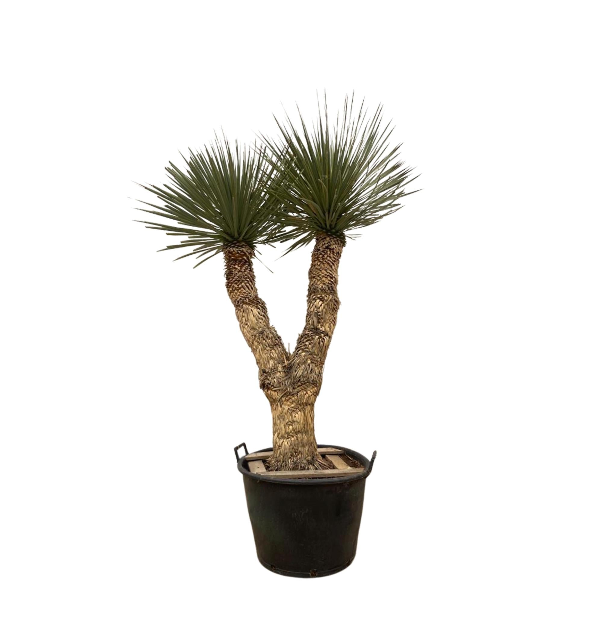 Yucca Rostrata Hidra 