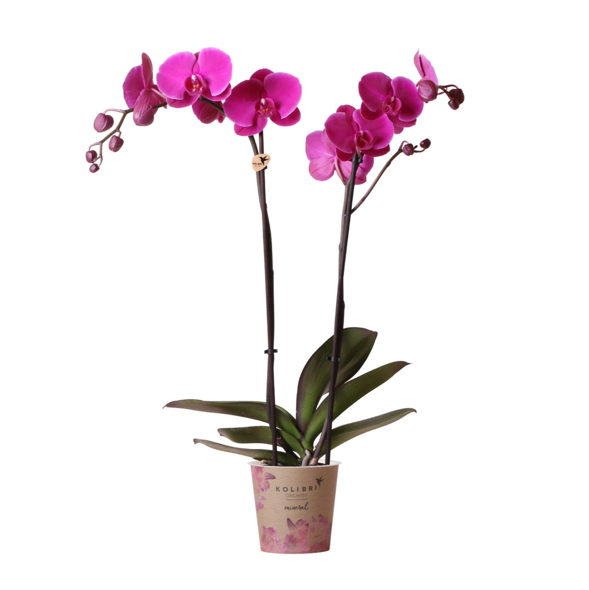 Fucsia Phalaenopsis-Orchidee kaufen