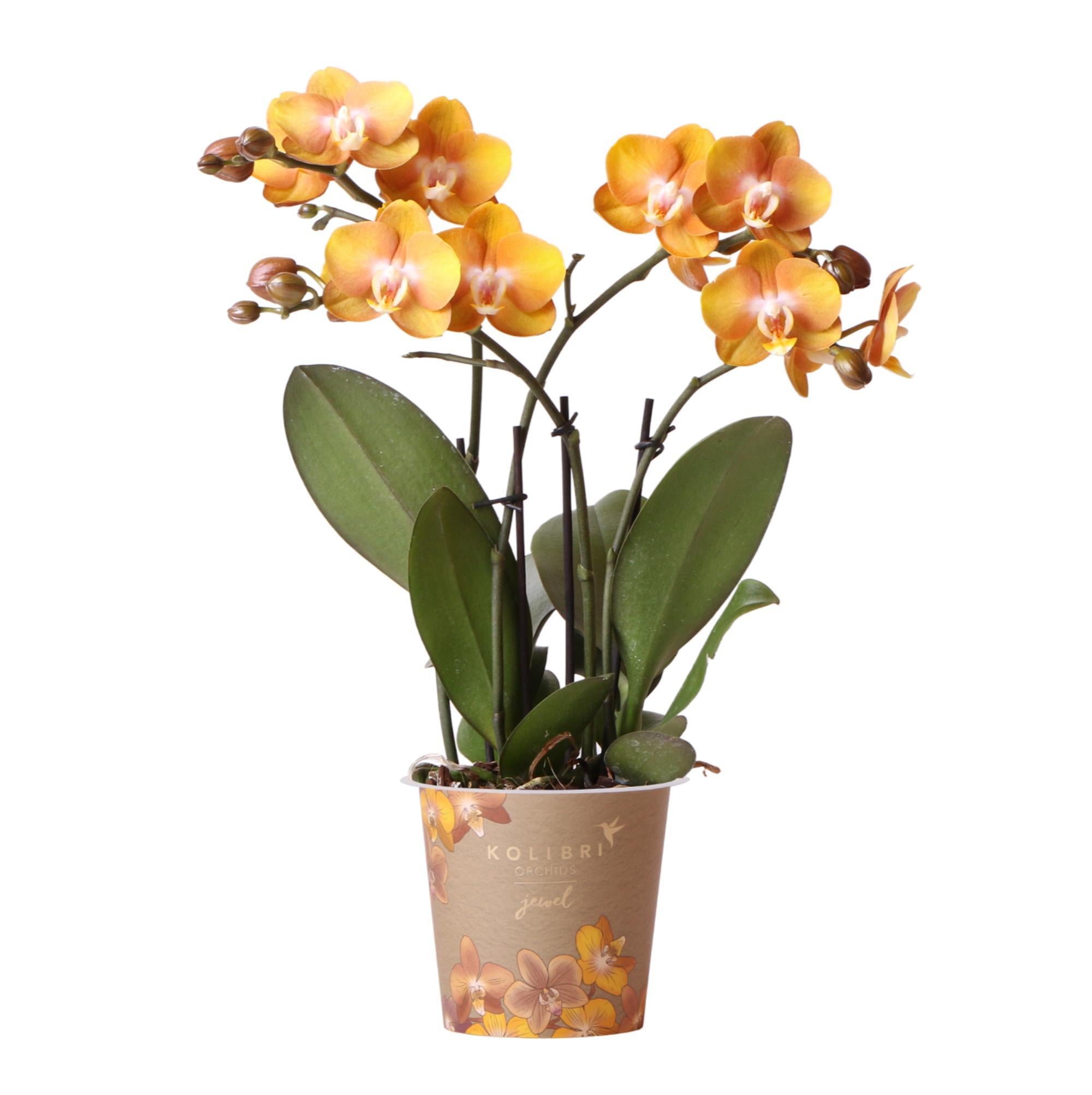 Orange Orchidee Phalaenopsis