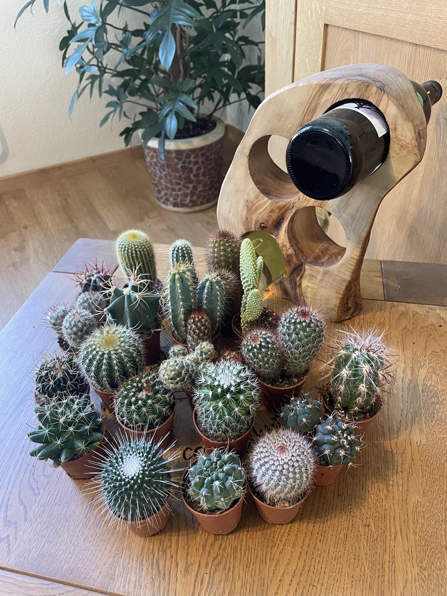 Kaktus Mix - x 20 Stück kaufen