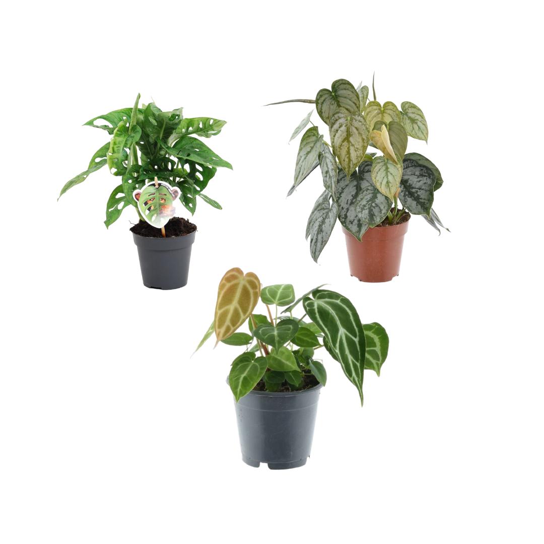 Grüne Pflanzen x3-Set kaufen