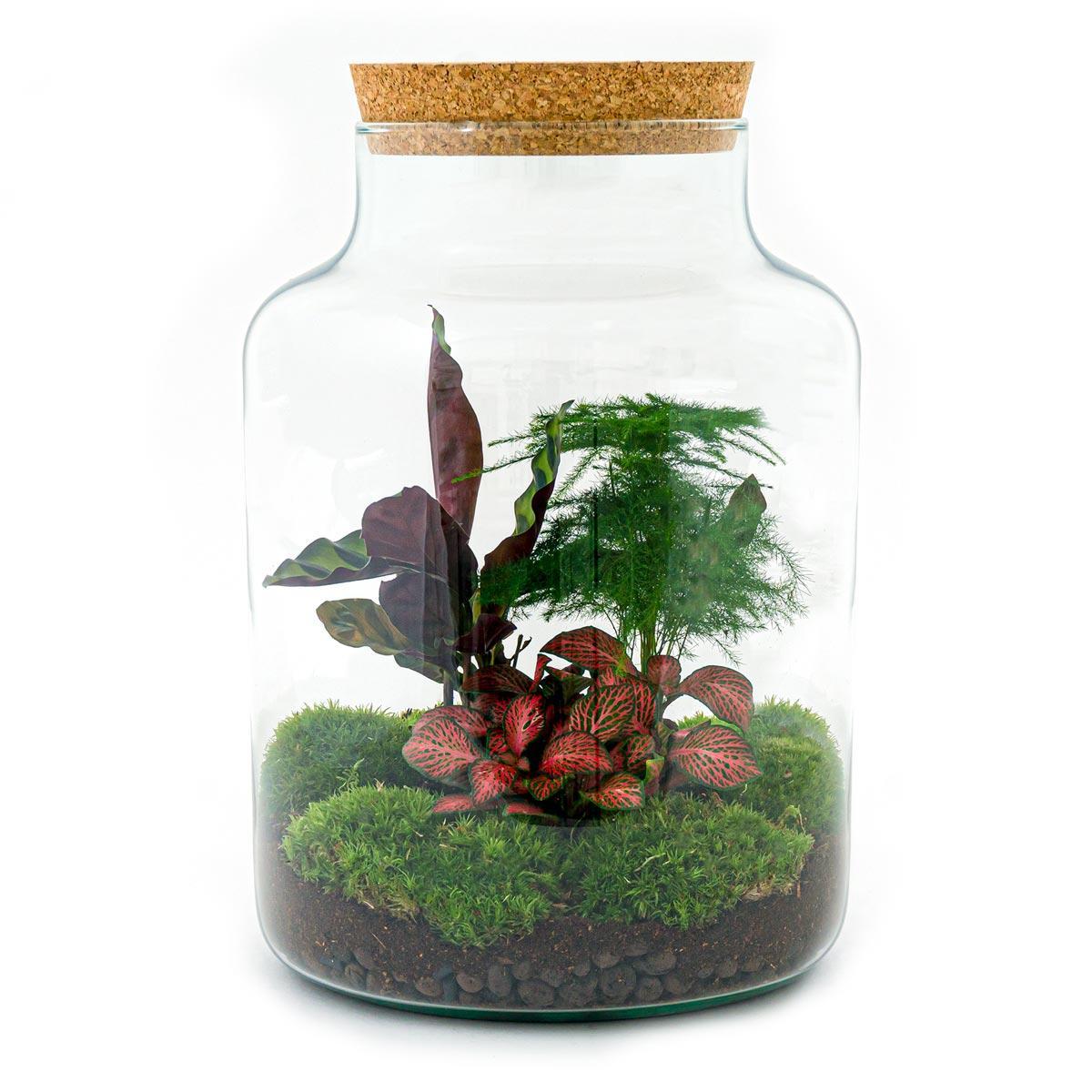 Pflanzen Glass Terrarium - Milky