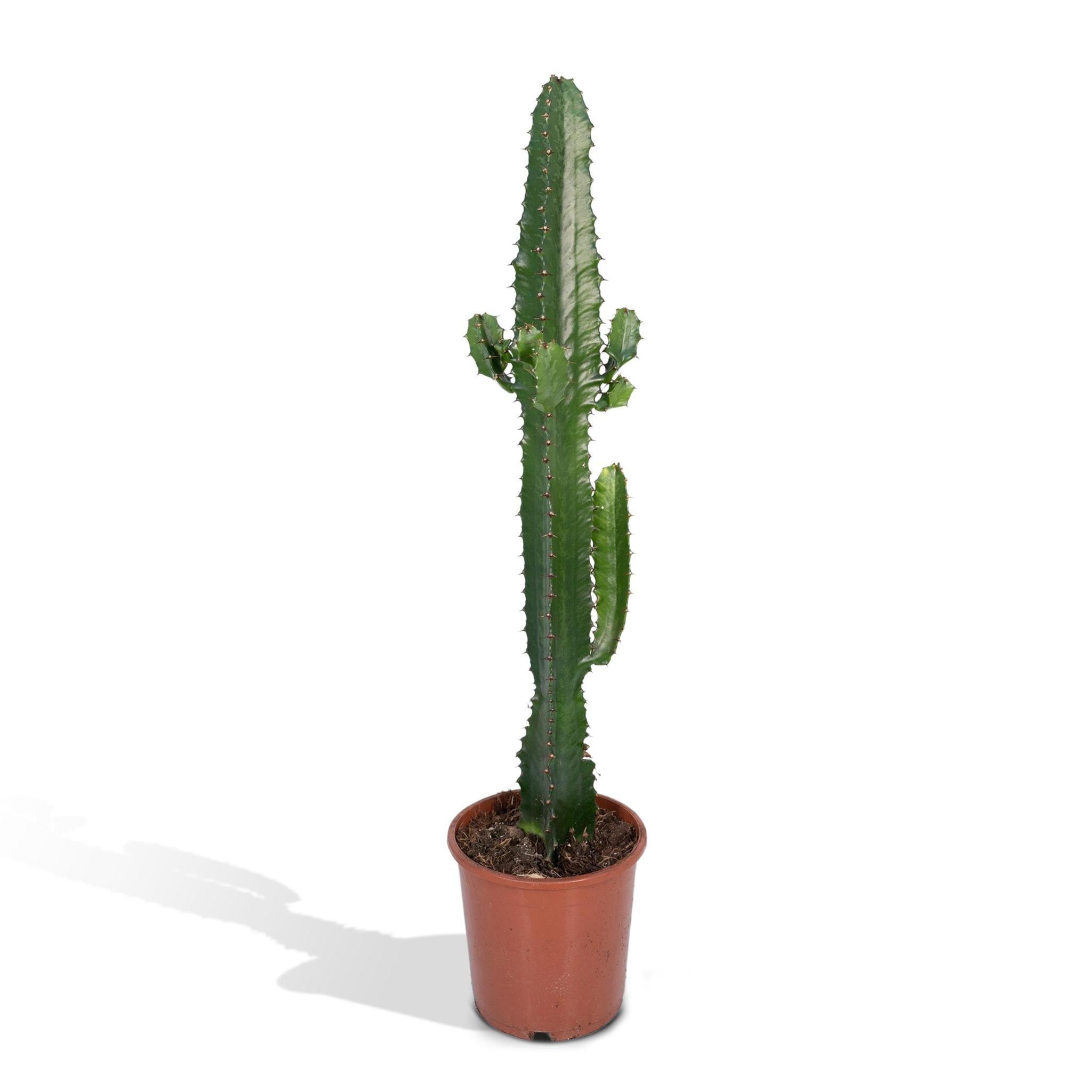 Kaktus Euphorbia Acrurensis kaufen