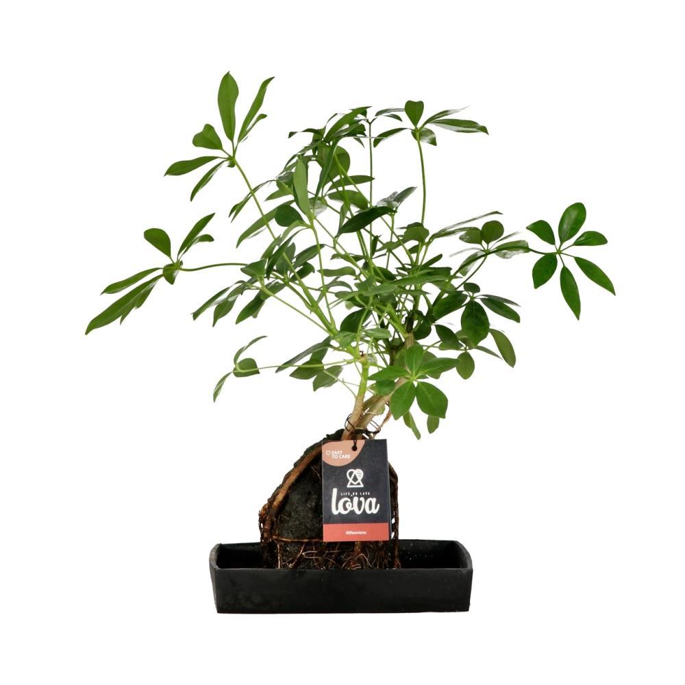 Schefflera-Pflanze auf Lavastein 