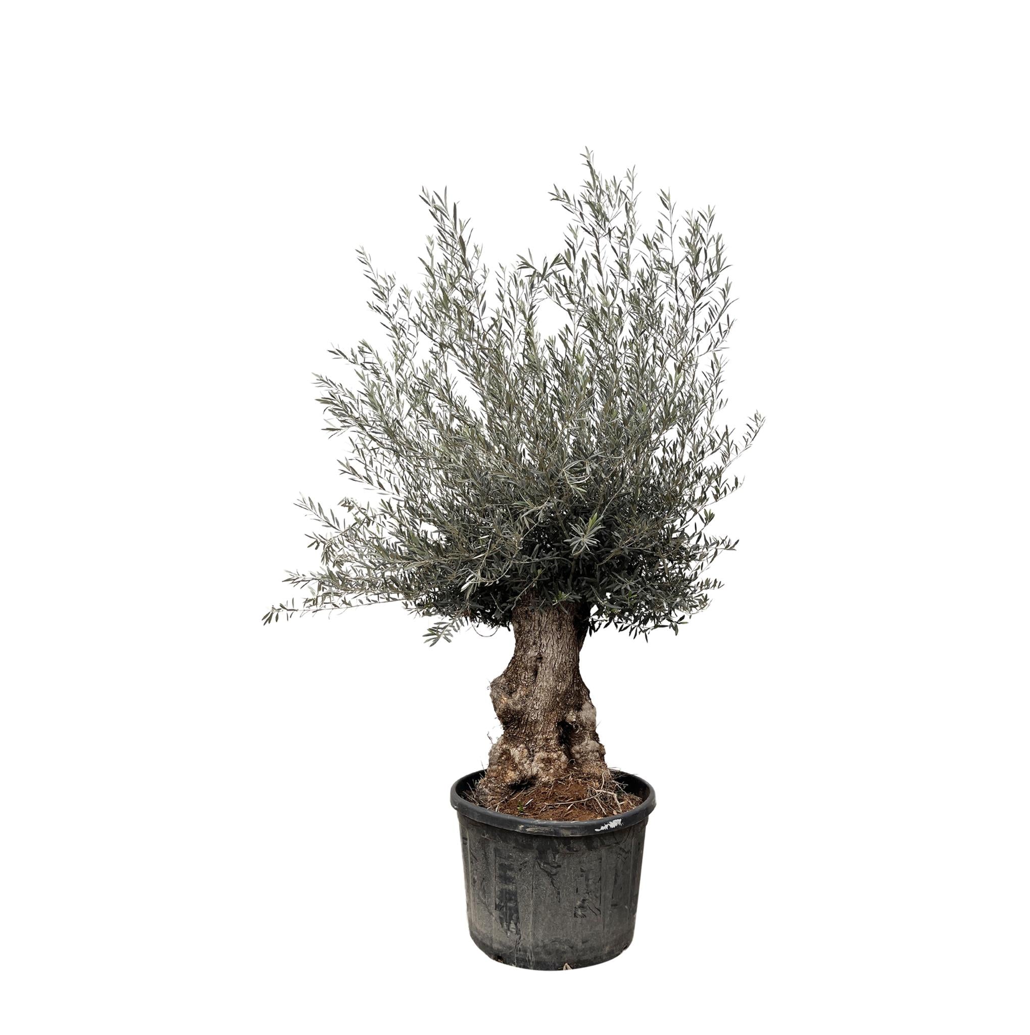 Olivenbaum bonsai groß kaufen