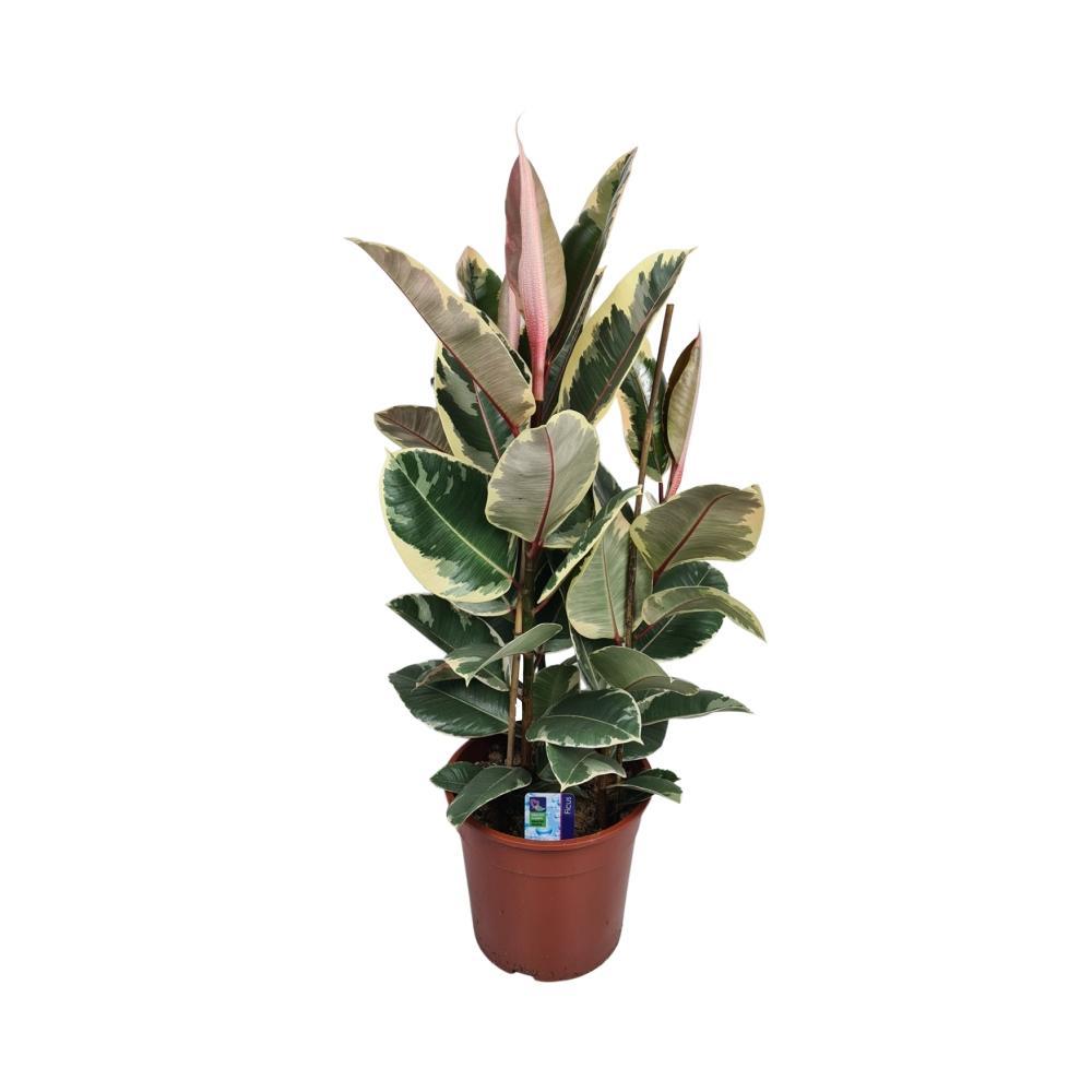 Ficus Elastica Tineke Kaufen 