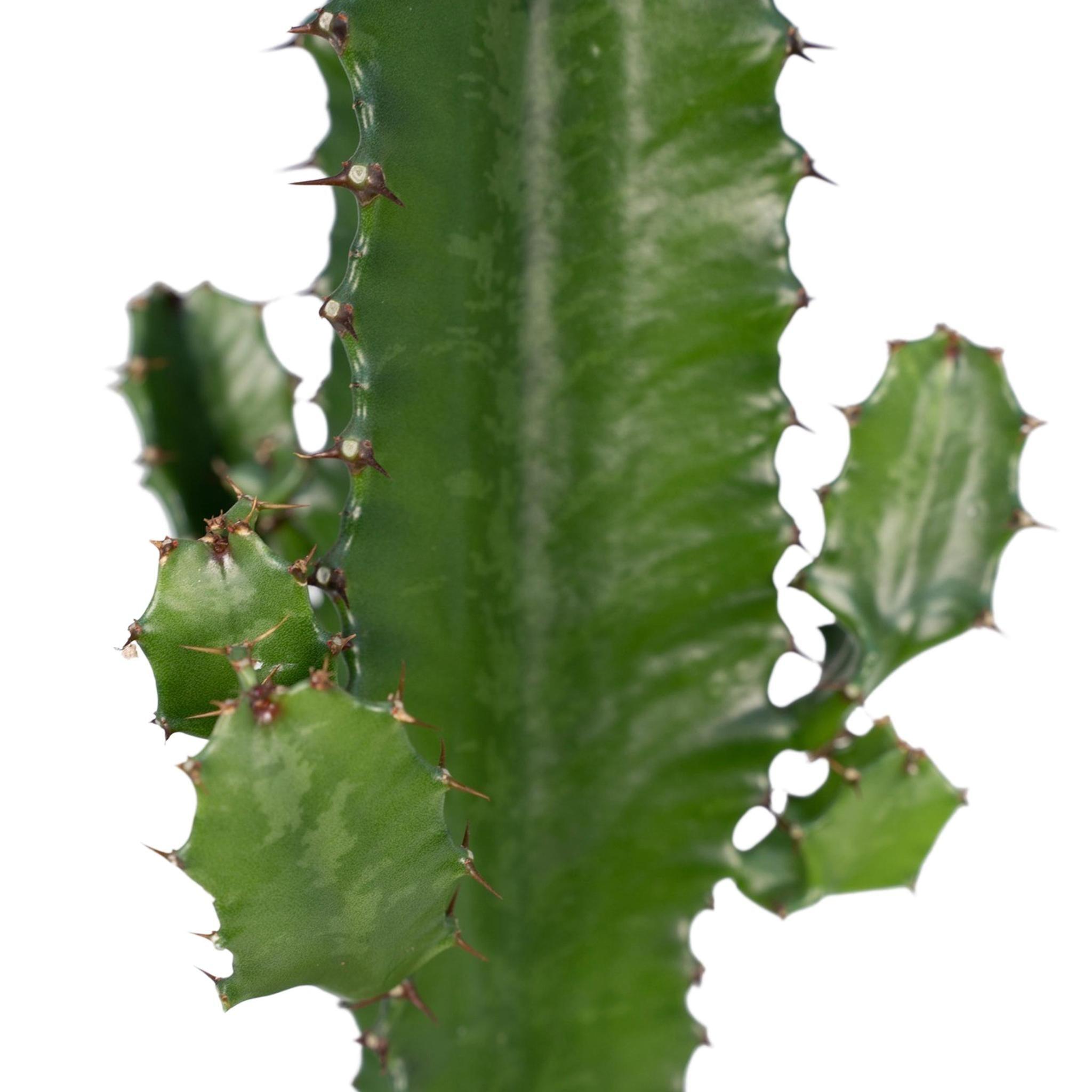 Kaktus Euphorbia Acrurensis
