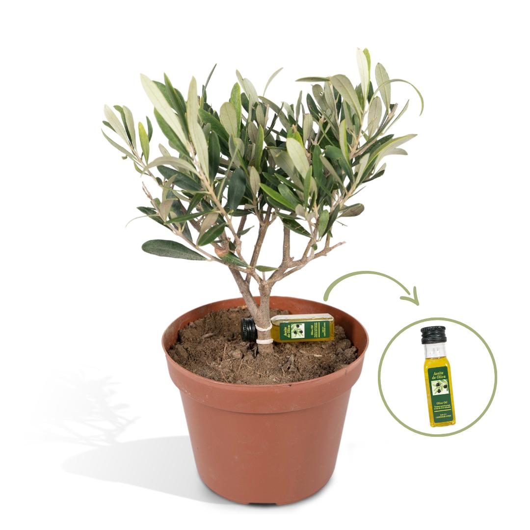 Mini-Olivenbaum kaufen
