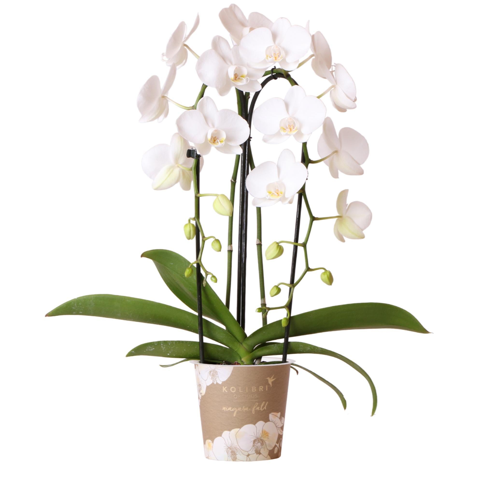 Weiße Phalaenopsis-Orchidee - Niagara Fall kaufen