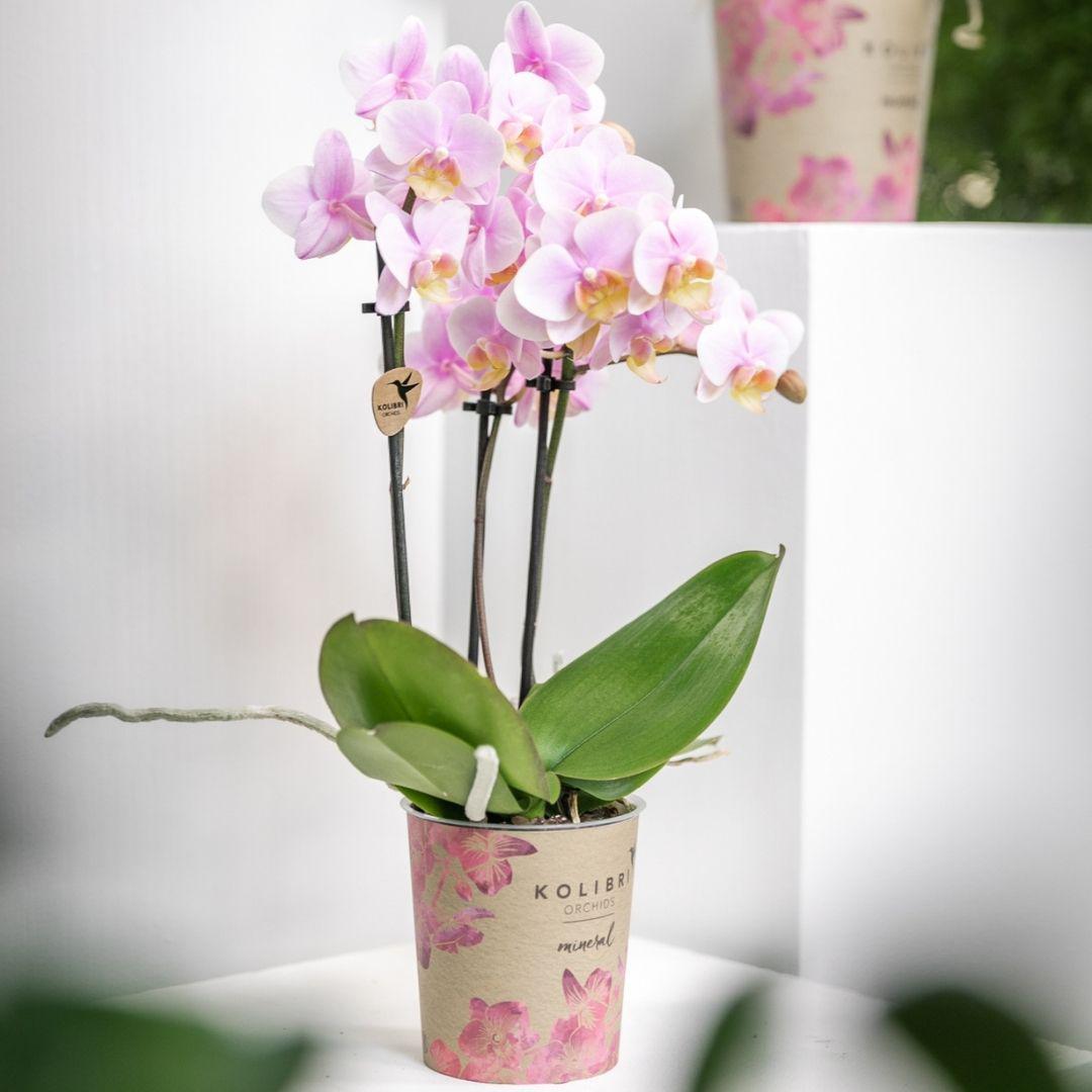 Rose Orchidee bestellen